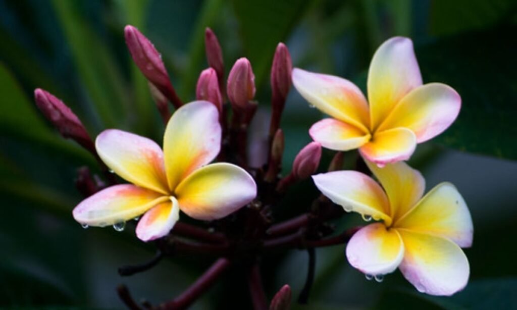 happy-and-blessed-friday-quotes