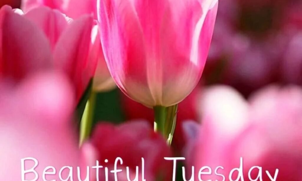 happy-tuesday-blessings-for-2026